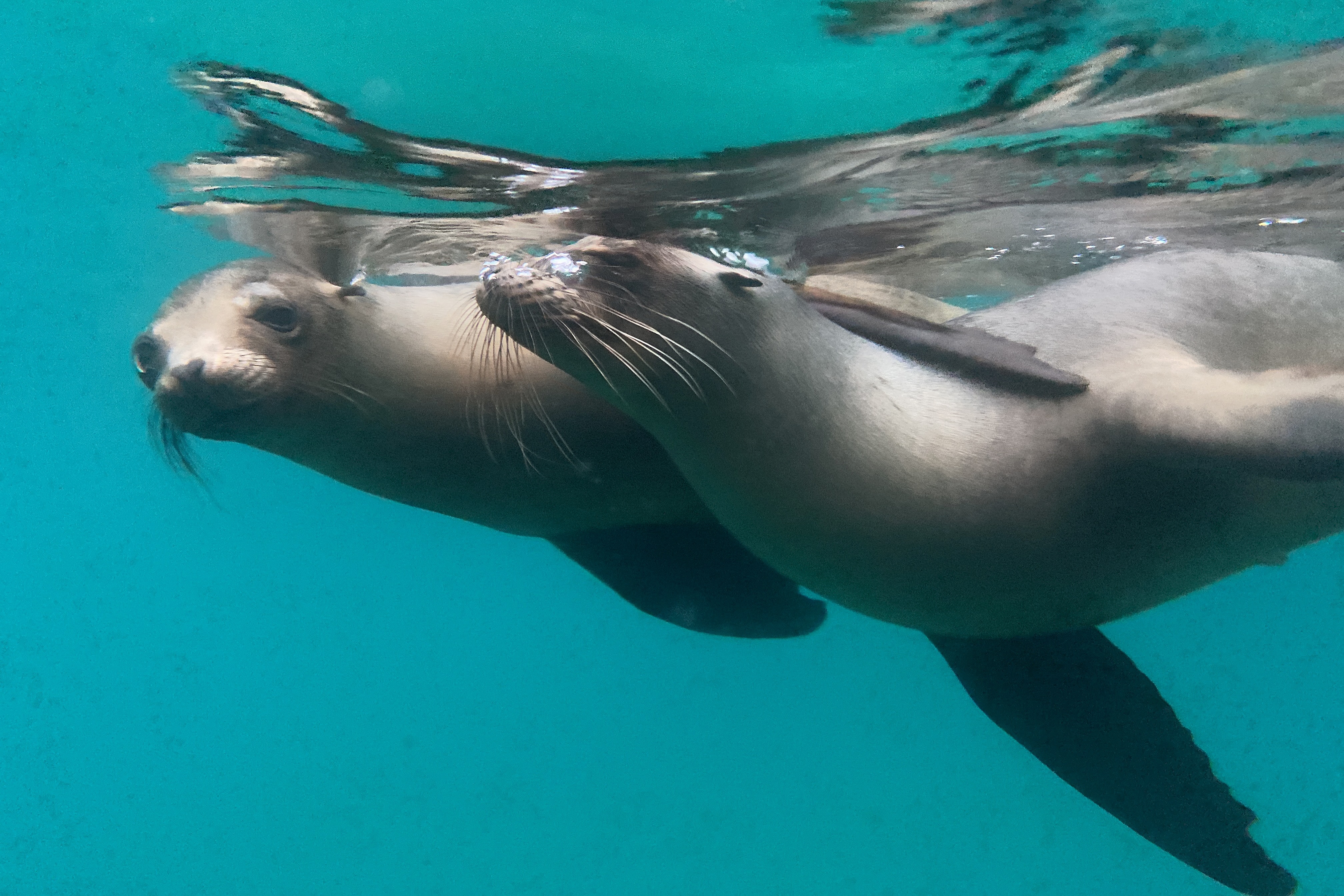 Otaries sous l'eau